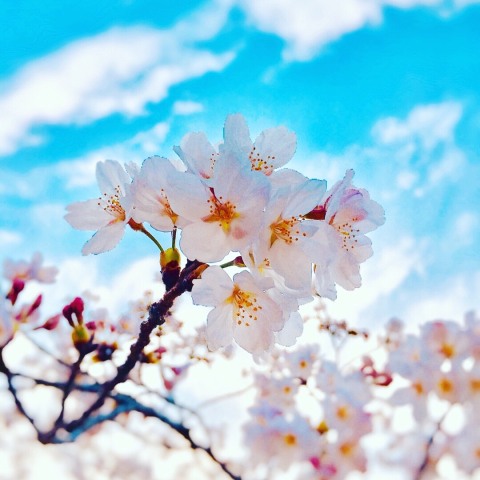 中古車販売 中古車買取 アップル