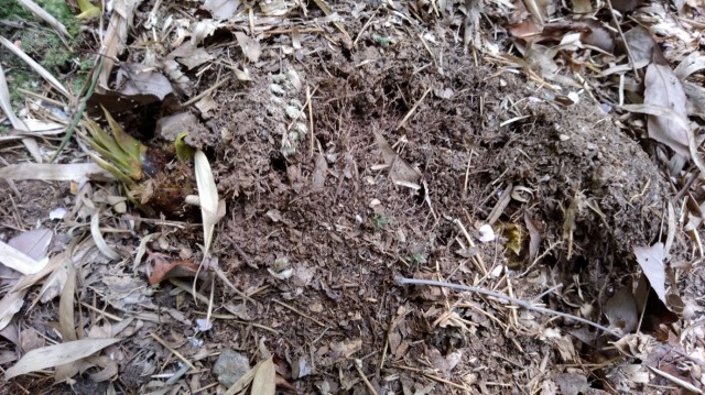 中古車販売 中古車買取 アップル