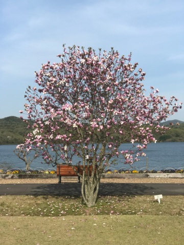 中古車販売 中古車買取 アップル