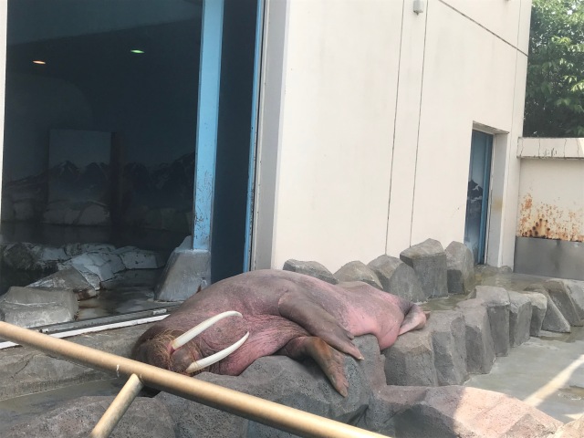 中古車販売 中古車買取 アップル