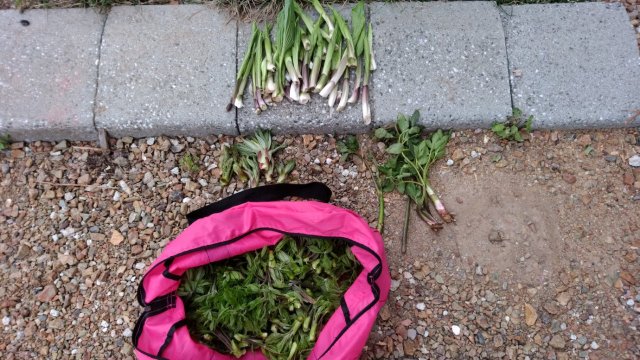 中古車販売 中古車買取 アップル