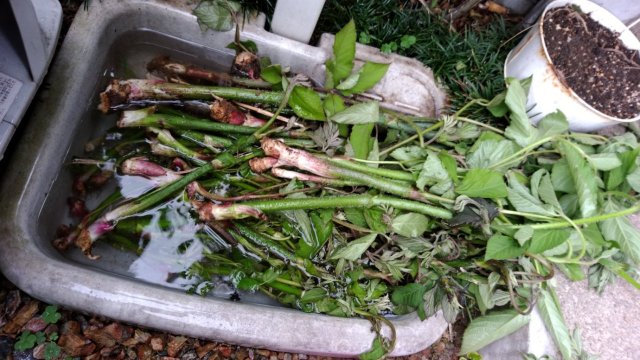 中古車販売 中古車買取 アップル