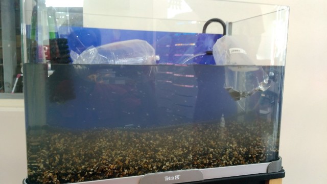 中古車販売 中古車買取 アップル