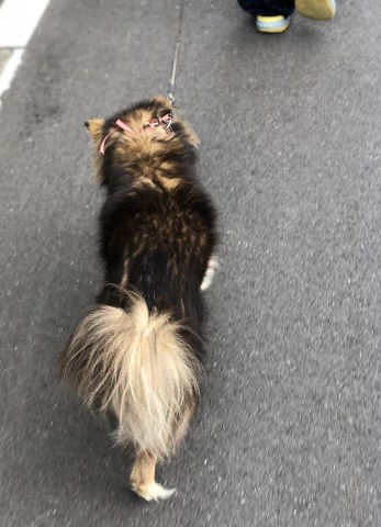 中古車販売 中古車買取 アップル