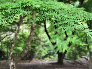 中古車販売 中古車買取 アップル