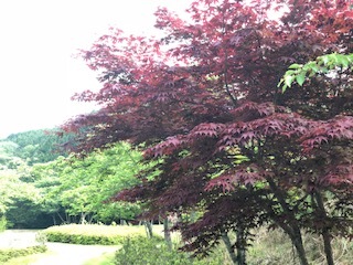 中古車販売 中古車買取 アップル