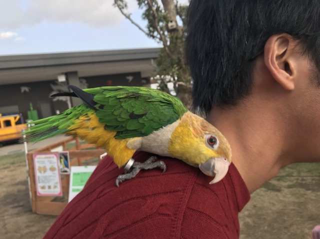 中古車販売 中古車買取 アップル