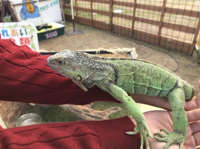 中古車販売 中古車買取 アップル