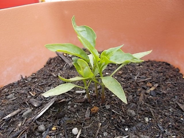 中古車販売 中古車買取 アップル