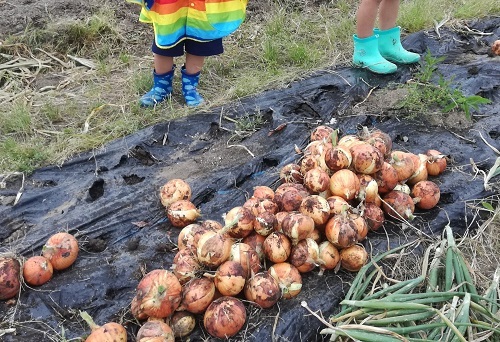 中古車販売 中古車買取 アップル