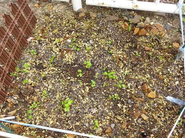 中古車販売 中古車買取 アップル