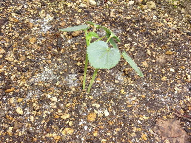 中古車販売 中古車買取 アップル