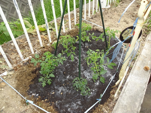 中古車販売 中古車買取 アップル