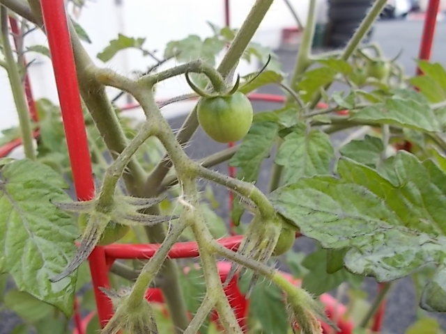 中古車販売 中古車買取 アップル