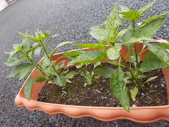 中古車販売 中古車買取 アップル