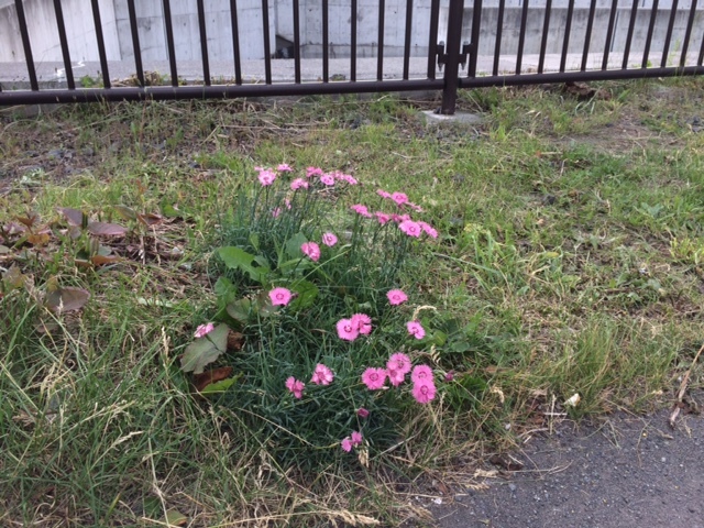 中古車販売 中古車買取 アップル