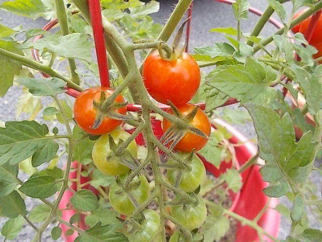 中古車販売 中古車買取 アップル