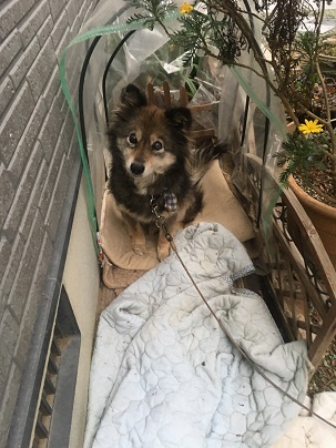 中古車販売 中古車買取 アップル