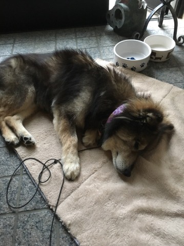 中古車販売 中古車買取 アップル