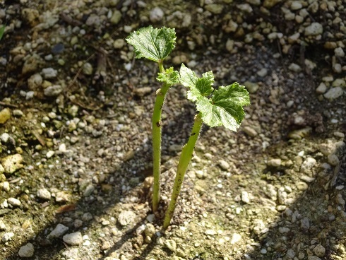 中古車販売 中古車買取 アップル