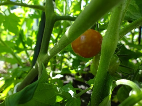 中古車販売 中古車買取 アップル