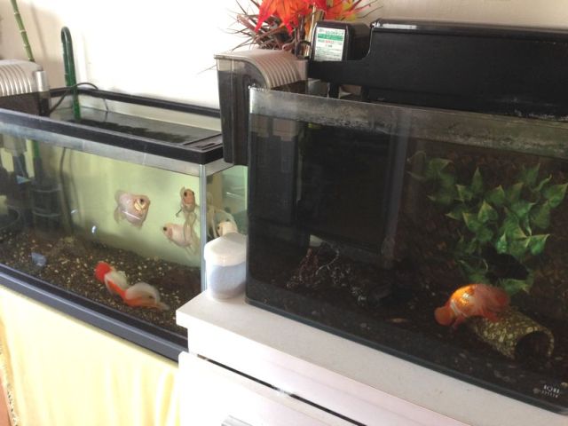 金魚すくいのシーズンです 蒲郡店 中古車買取 中古車査定のアップル