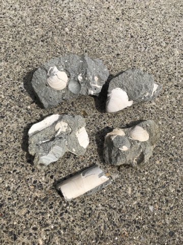 中古車販売 中古車買取 アップル