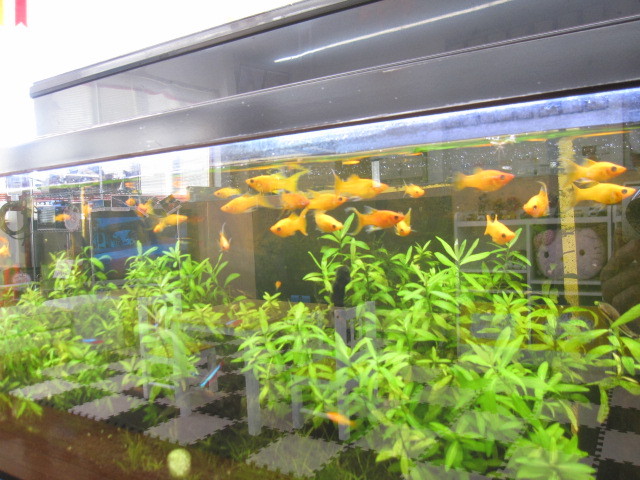 中古車販売 中古車買取 アップル