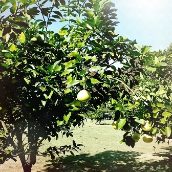 中古車販売 中古車買取 アップル