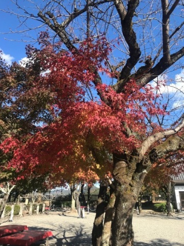 中古車販売 中古車買取 アップル