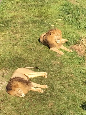 中古車販売 中古車買取 アップル