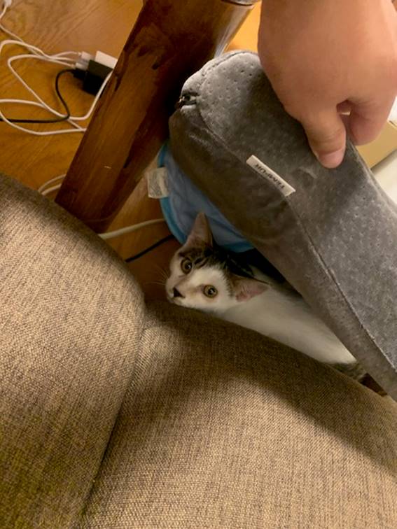 屋内, 人, 座る, テーブル が含まれている画像

自動的に生成された説明