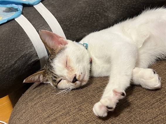 白いバックグラウンドの前に猫が寝ている

低い精度で自動的に生成された説明