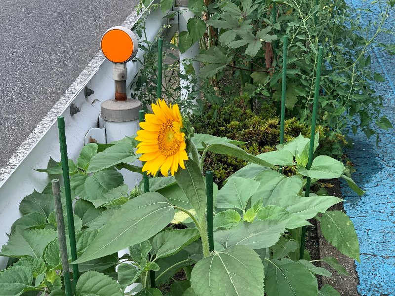 豊田南店のひまわり観察日記 豊田南店 中古車買取 中古車査定のアップル