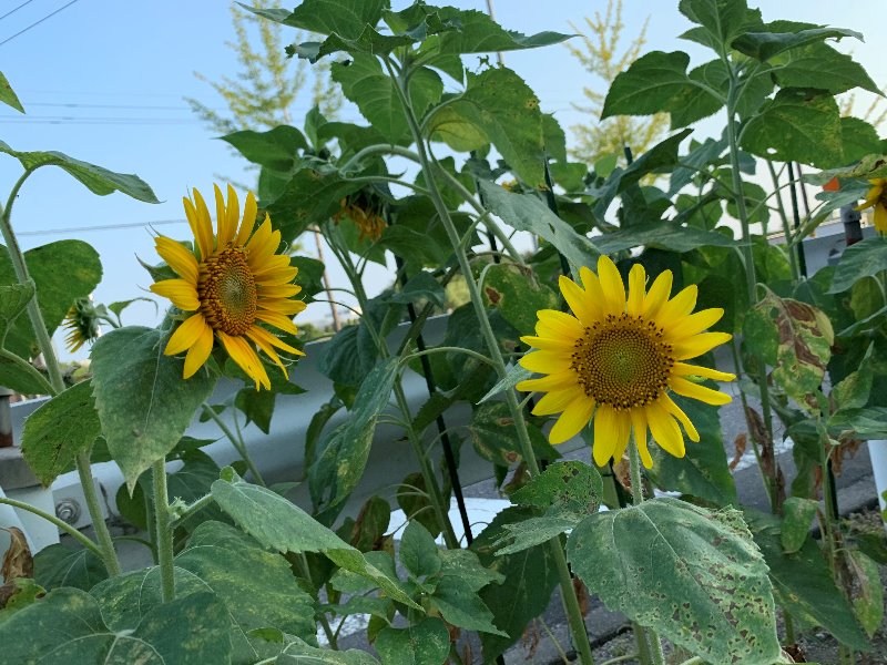 豊田南店のひまわり観察日記 豊田南店 中古車買取 中古車査定のアップル