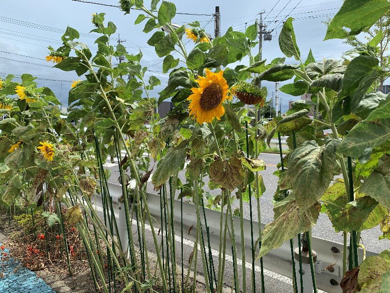 豊田南店のひまわり観察日記 豊田南店 中古車買取 中古車査定のアップル