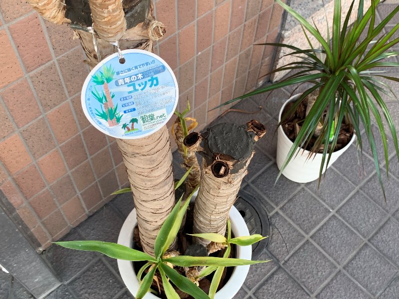 店外においてある観葉植物 豊田南店 中古車買取 中古車査定のアップル